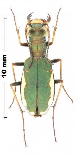 Réf. 245 989 : Cylindera germanica